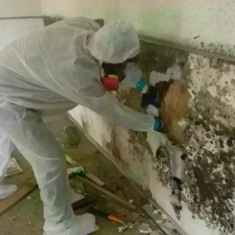 Mold Remediation and Removal in Parksdale, CA